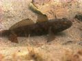 Gobius niger